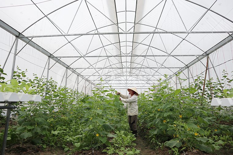 cách làm nhà lưới trồng rau đơn giản